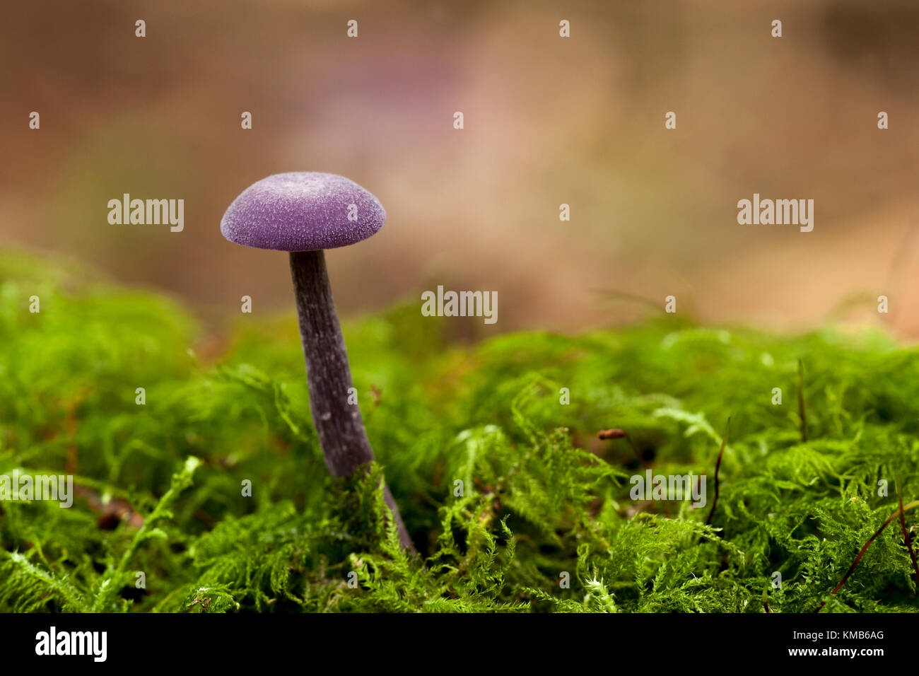 Amethyst Deceiver (Laccaria amethystina) zunehmend unter Moos in den herbstlichen Wald. Galtee Woods, Limerick, Irland, eingesehen werden. Stockfoto