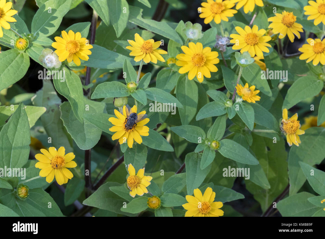 Topinambur, Helianthus tuberosus, sunroot sunchoke, Erde, Apple, topinambour, in einem botanischen Garten in Oklahoma City, Oklahoma, USA. Stockfoto