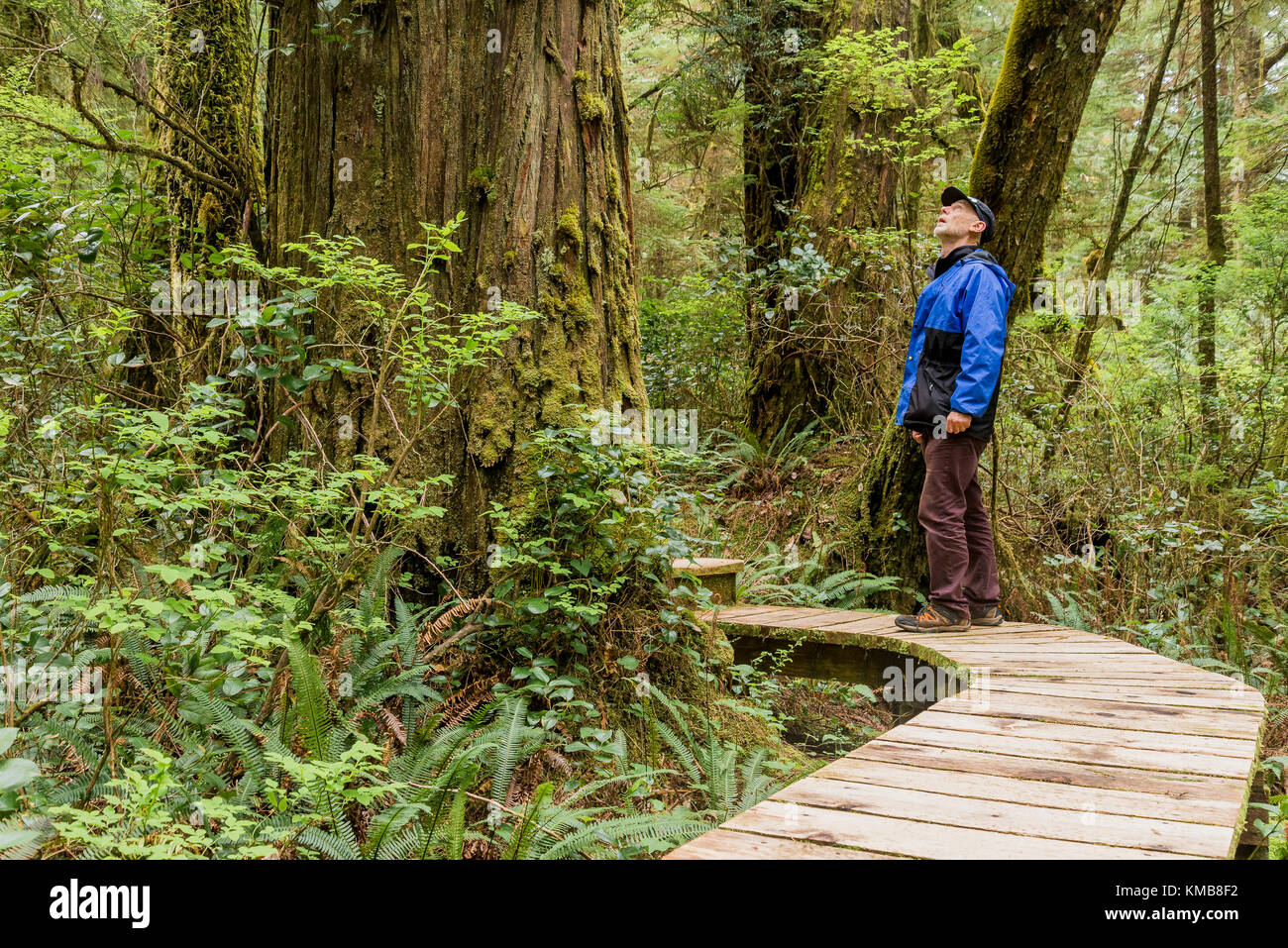 Rainforest Trail, Pacific Rim National Park, Britisch-Kolumbien, Kanada Stockfoto