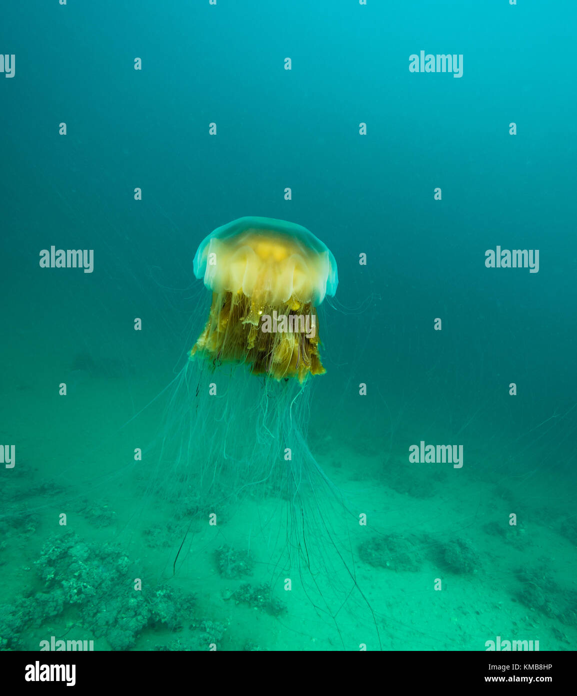 Lion's mane Jellyfish in arktischen Gewässern in Tromsø, Norwegen Stockfoto