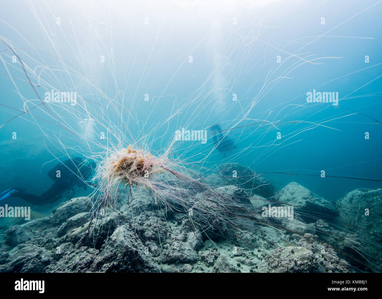 Lion's mane Jellyfish vor der Silhouette der Taucher in Tromsø, Norwegen Stockfoto
