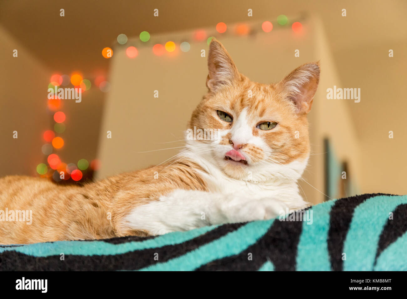 "Kia", eine inländische kurze Haare Katze, mit einem dummen aussehende Ausdruck Stockfoto