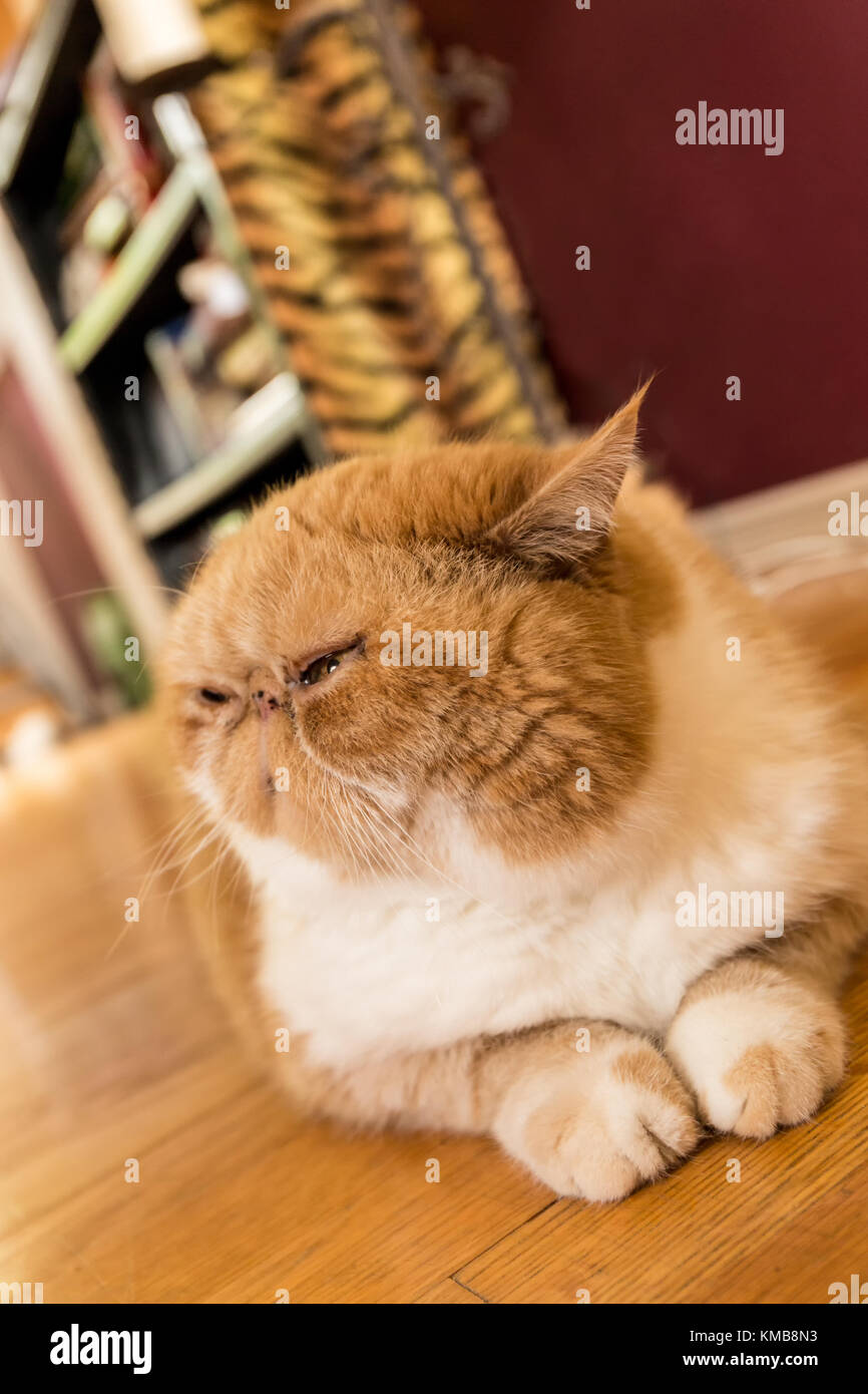 Porträt einer reinrassigen exotischen Kurzhaar-Hauskatze, Smush. Stockfoto
