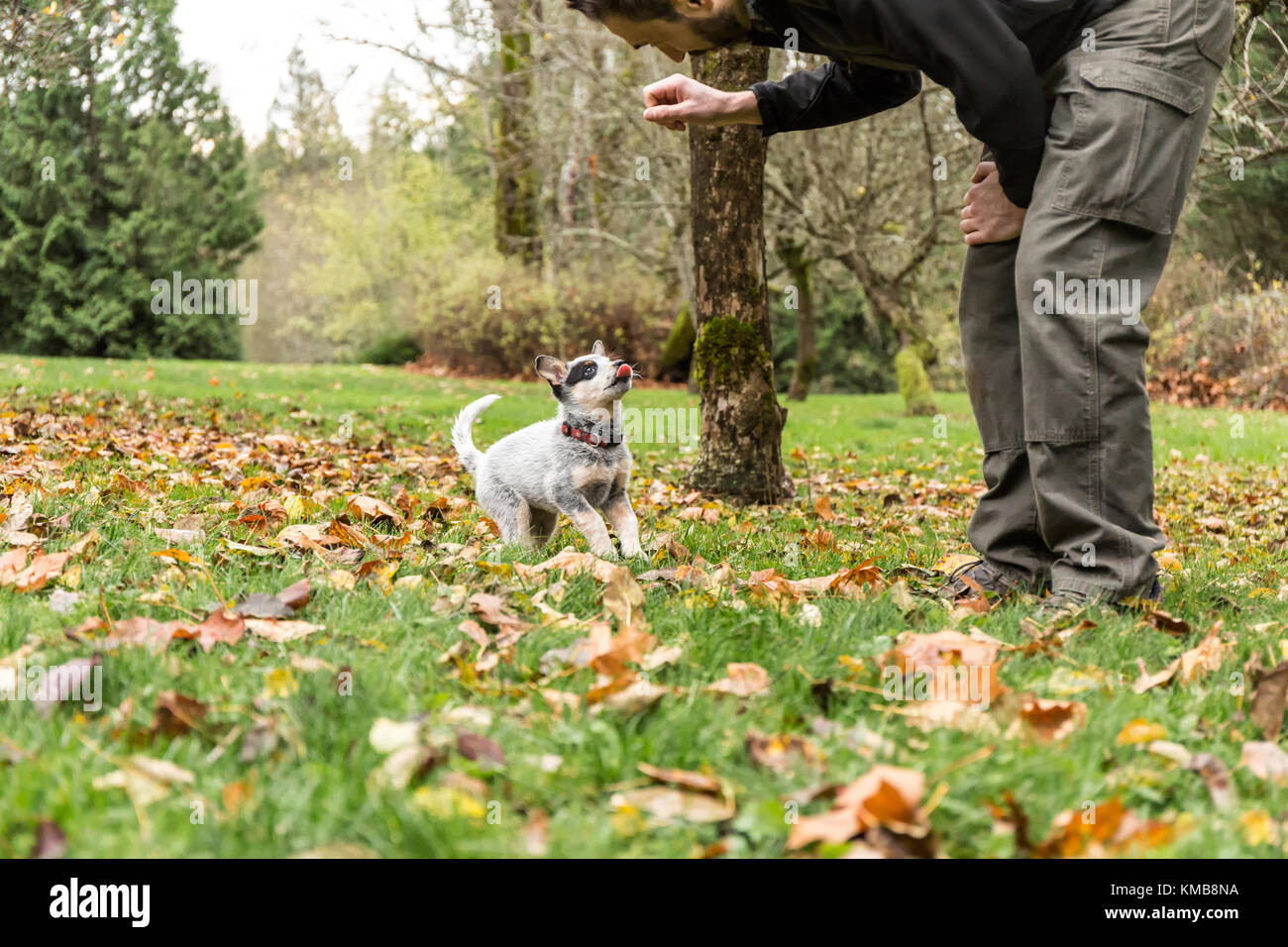 Mann Training "Lilly", seine 10 Woche alt Australian Cattledog Welpe, als sie in Erwartung einer behandeln, in Issaquah, Washington, USA wartet. Stockfoto