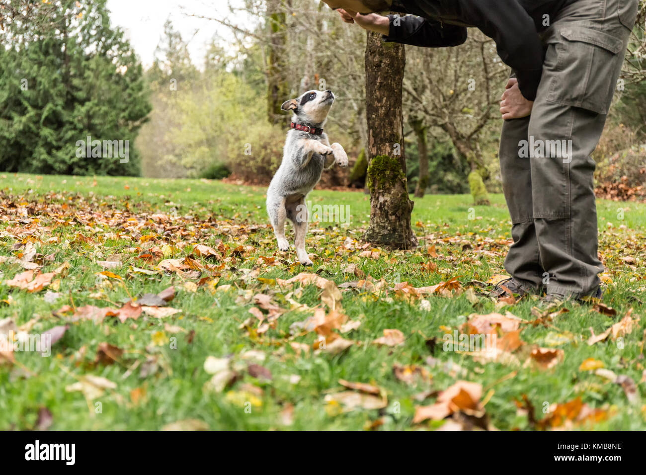 Mann, der seinen 10 Wochen alten australischen Cattledog-Welpen, Lilly, in Issaquah, Washington, USA, zum Aufspringen trainiert. Stockfoto