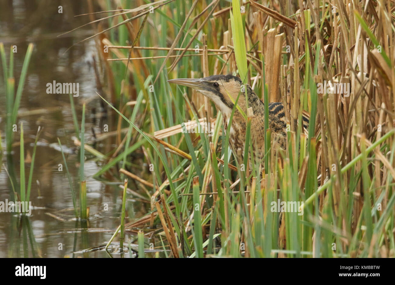 Eine seltene rohrdommel (botaurus stellaris) auf der Jagd nach Fischen in einem Reed Bett. Stockfoto