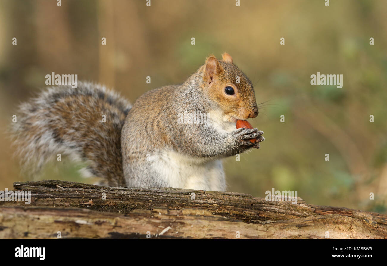 Eine humorvolle Schuss eine niedliche graue Eichhörnchen (scirius carolinensis) Essen eine Eichel sitzen auf einem anmelden. Stockfoto