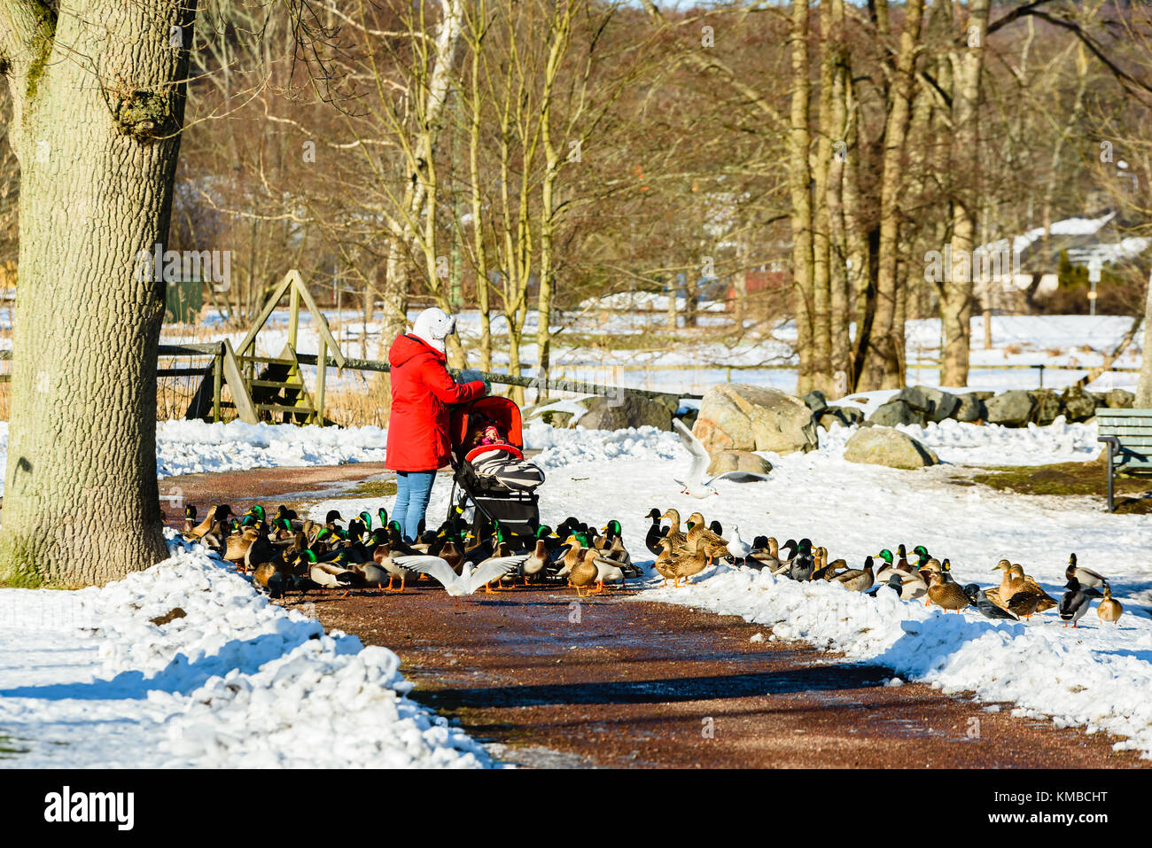 Solvesborg, Schweden - 14. Februar 2017: Dokumentation des Weiblichen in Rot mit Katze und Baby gekleidet, wie sie die lokalen Stockenten im öffentlichen Park. Stockfoto