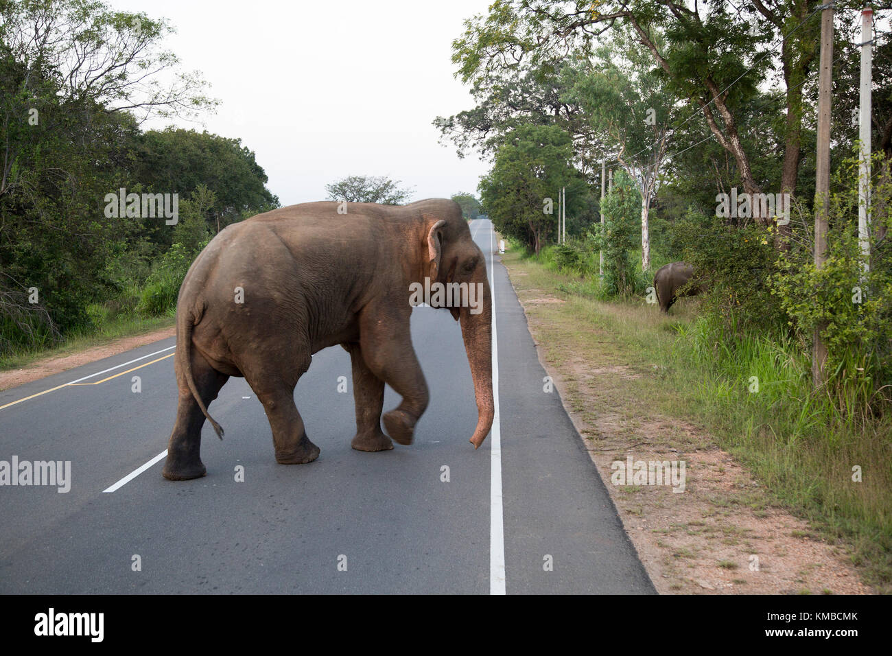 Wilde Elefanten überqueren einer Hauptstraße in der Nähe von Habarana, Distrikt Anuradhapura, Sri Lanka, Asien Stockfoto