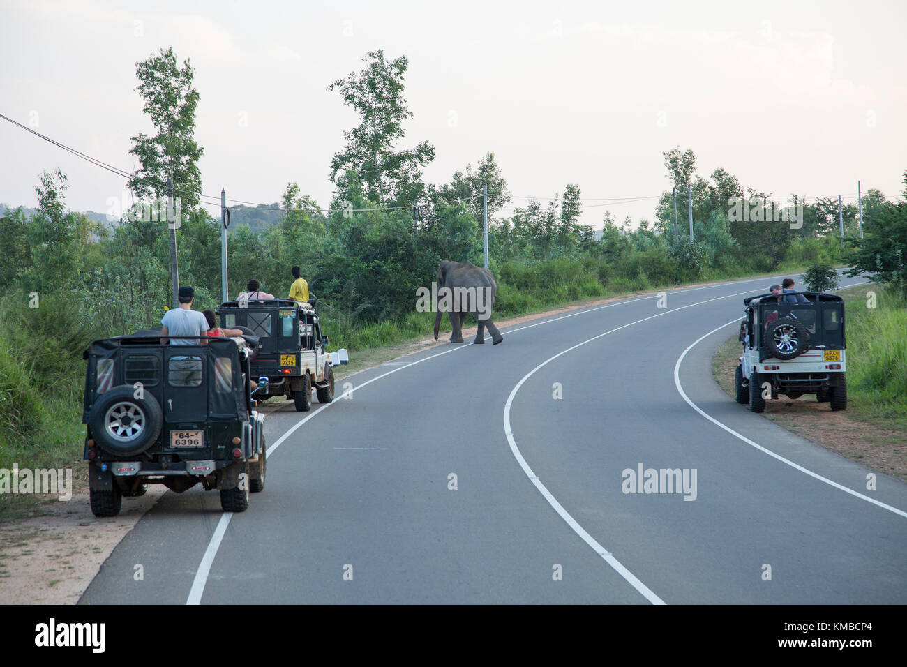 Wilde Elefanten überqueren einer Hauptstraße in der Nähe von Habarana, Distrikt Anuradhapura, Sri Lanka, Asien Stockfoto