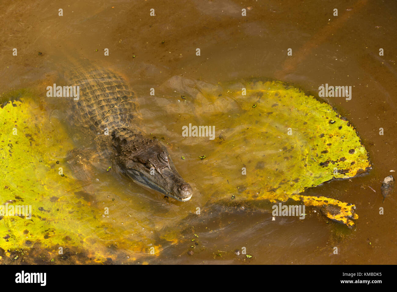 Crocodile caiman Amacayacu Nationalpark, Amazon, Kolumbien Stockfoto