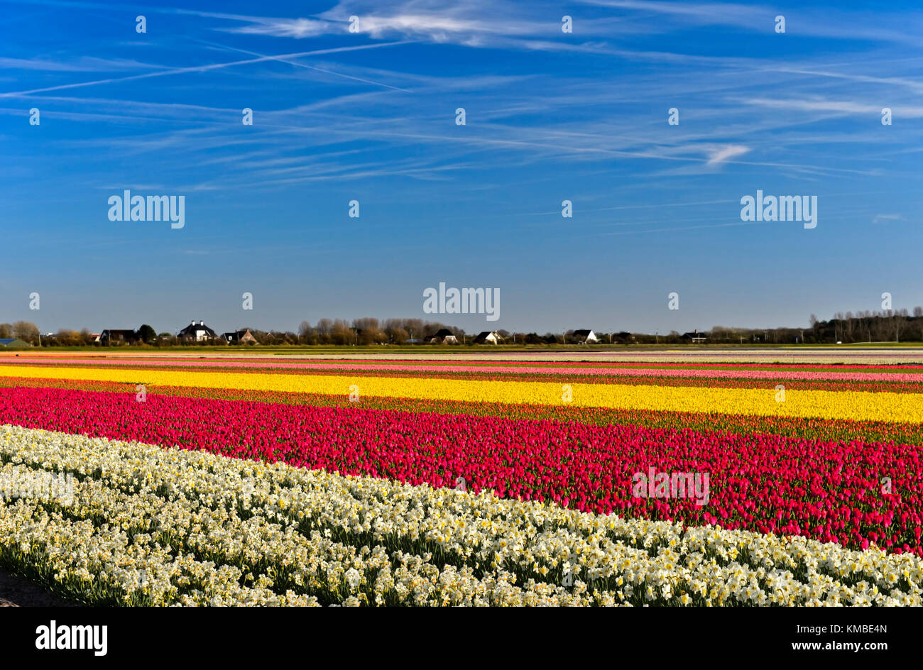 Anbau von Narzissen und Tulpen für die Produktion von Blumenzwiebeln in den Bollenstreek, Noordwijkerhout, Niederlande Stockfoto