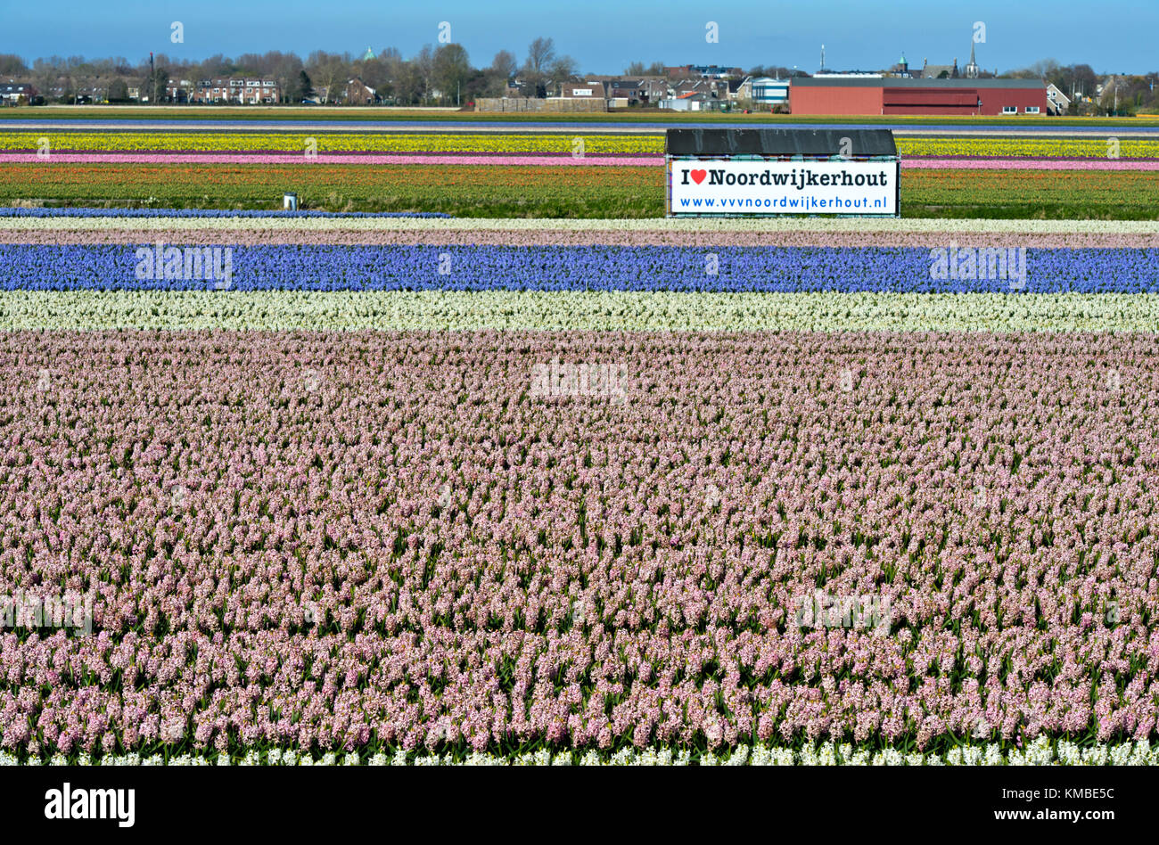 Eingereicht von blühende Hyazinthen und ein Plakat mit den Worten Ich liebe Noordwijkerhout, Noordwijkerhout, Niederlande Stockfoto