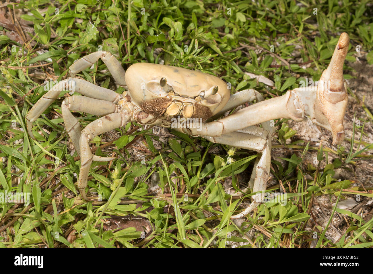 Cardisoma Guanhumi: Blaue Landkrabbe auf der Nachtschau auf Caye Caulker Island Stockfoto
