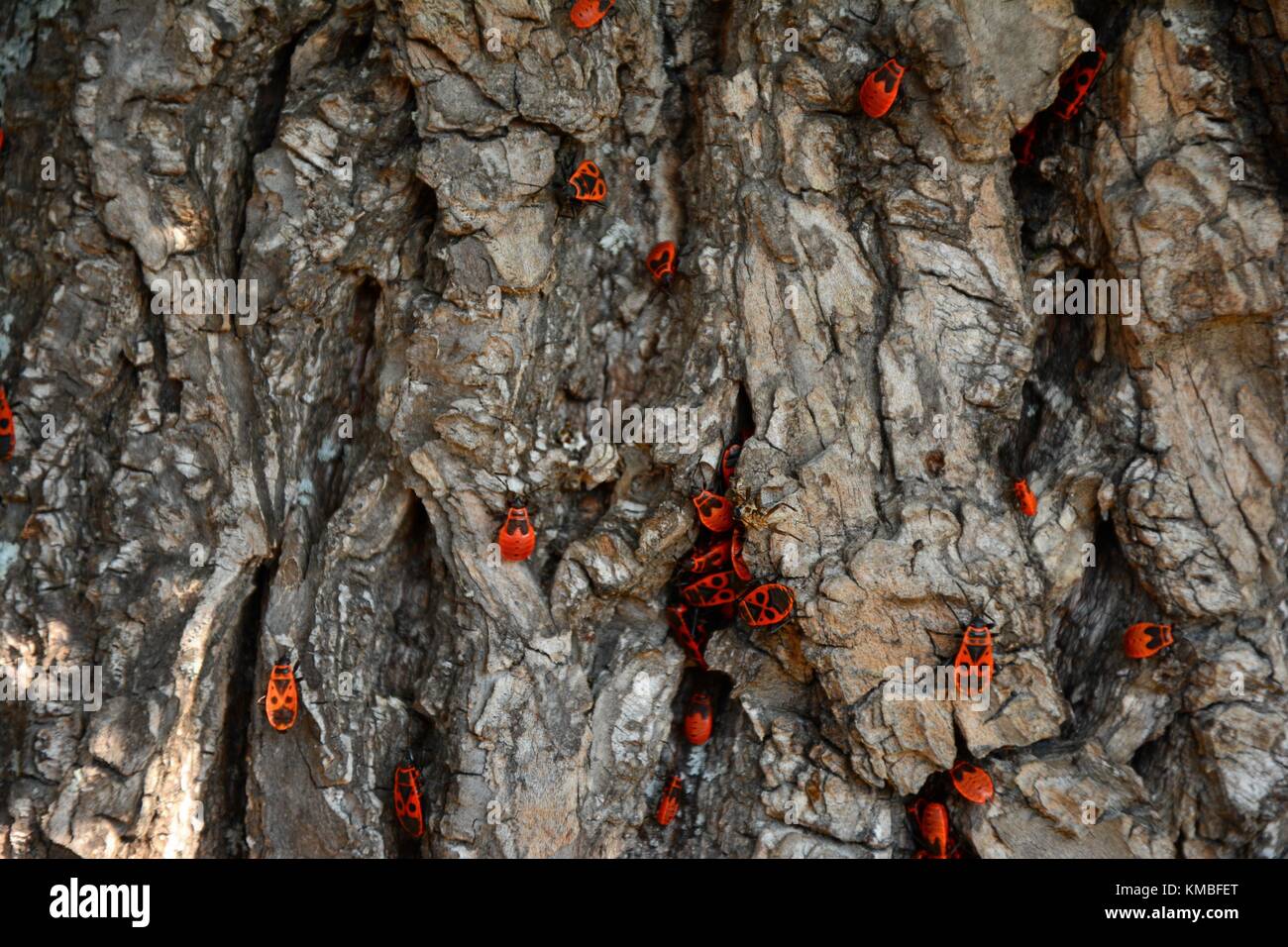 Gendarm Käfer (lat. Pyrrhocoris apterus) Aggregation auf einem Baumstamm Stockfoto