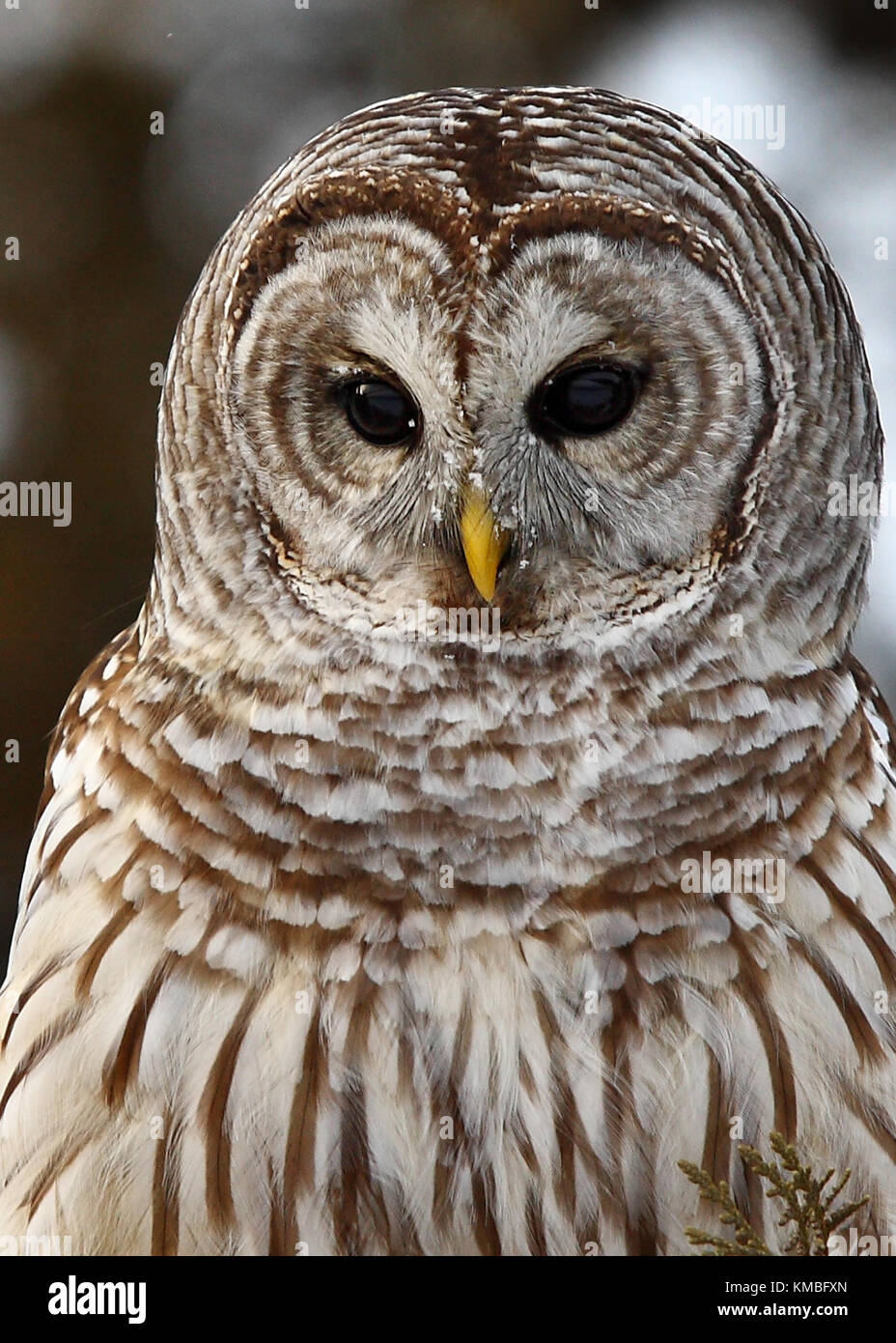 Verjähren in Owl (Strix varia) auf einem Zweig im Winter in Kanada gehockt Stockfoto
