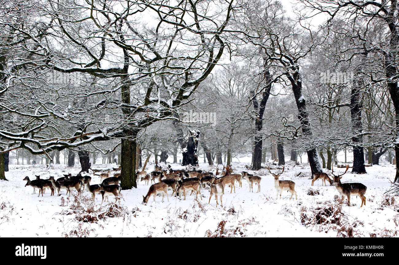 Winter Schnee im Richmond Park mit Rotwild London Stockfoto