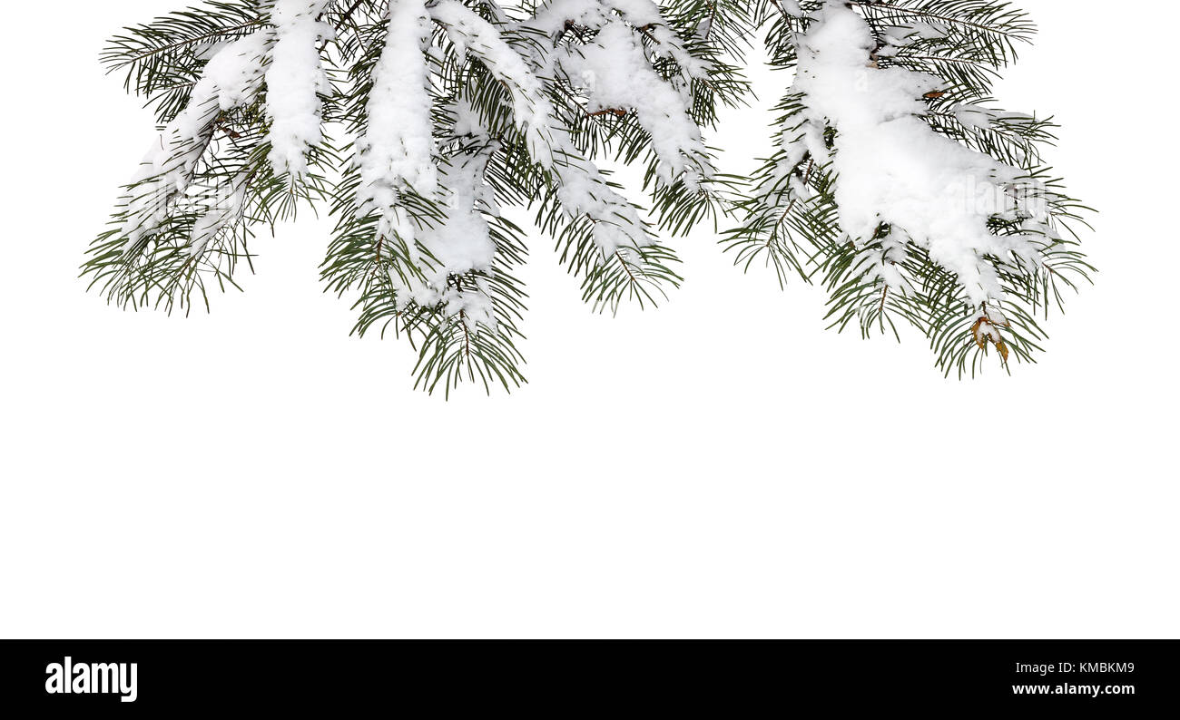 Tannenbaum Äste bedeckt mit flauschigen weißen Schnee Stockfoto