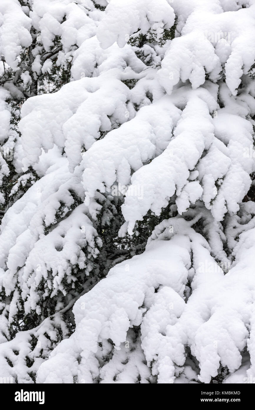 Schnee Tannenbaum Äste im Winter Winter Hintergrund mit schneebedeckten Bäumen. Stockfoto