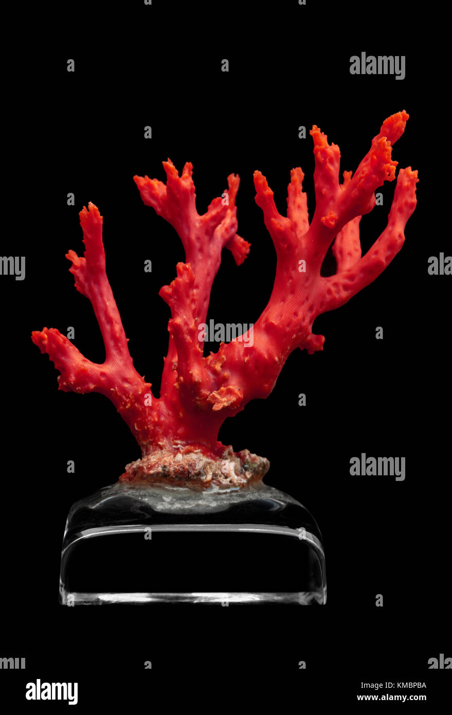Ein Zweig roter mediterraner Korallen (Corallium rubrum), der auf einer Kristallbasis dargestellt ist. Diese Koralle ist aus rot gefärbtem Karbonat von Kalk. Stockfoto