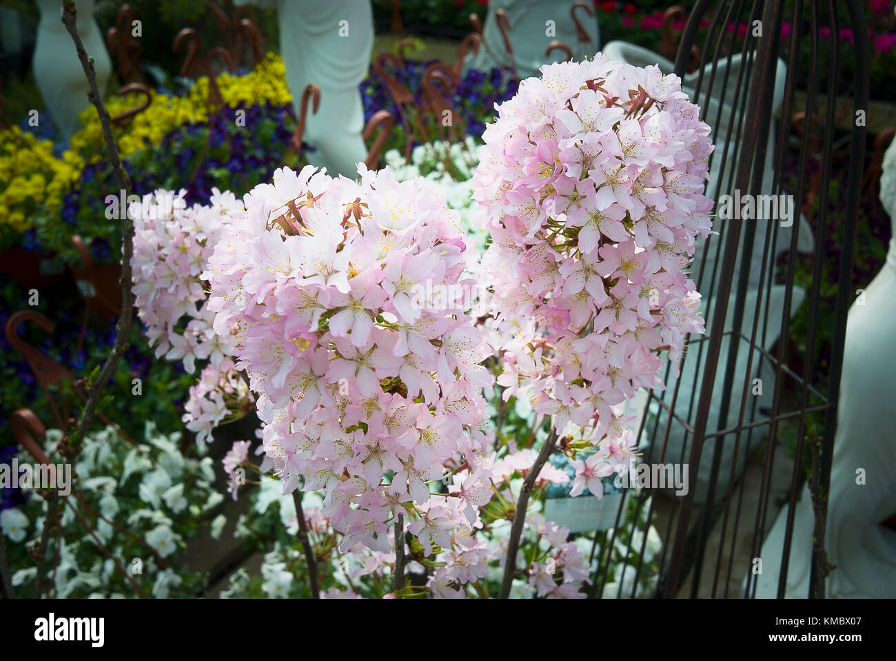 Spring Blossom auf einem jungen Prunus nipponica var. Kurlensis 'Ruby' zum Verkauf an einen Englischen Garten Center in Großbritannien Stockfoto