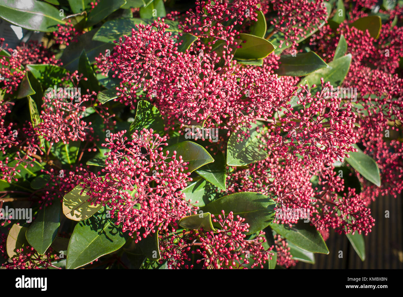 Bunte Skimmia japonica Rubella für Verkauf an einen Englischen Garten Center in Großbritannien Stockfoto