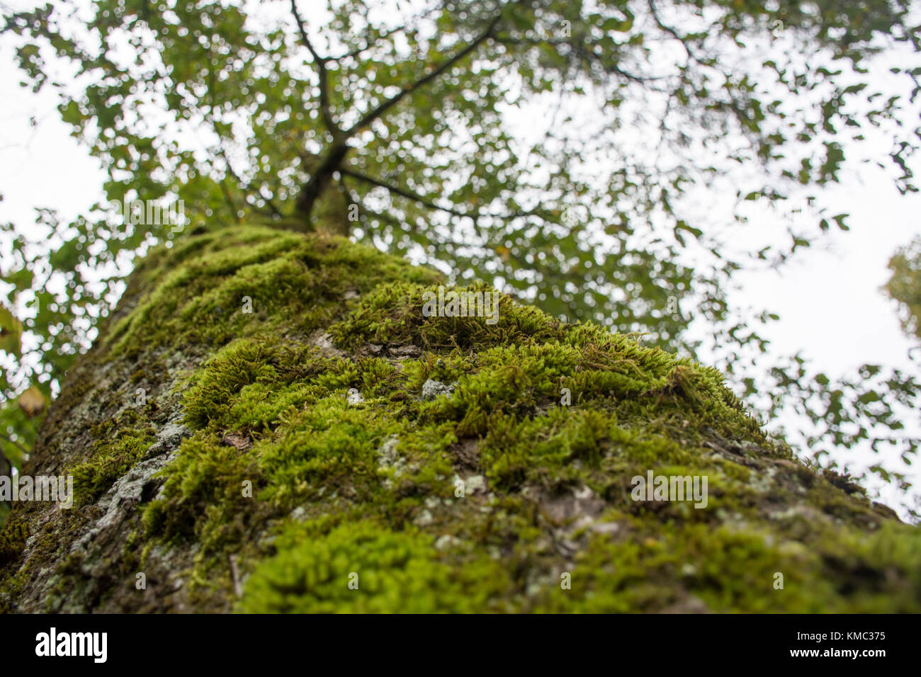 Auf der Suche nach einer "tree top mit Moos aus einem anderen Winkel abgedeckt Stockfoto