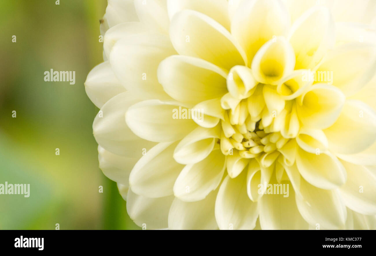 Nahaufnahme einer blühenden Dahlien gelbe Blume Stockfoto