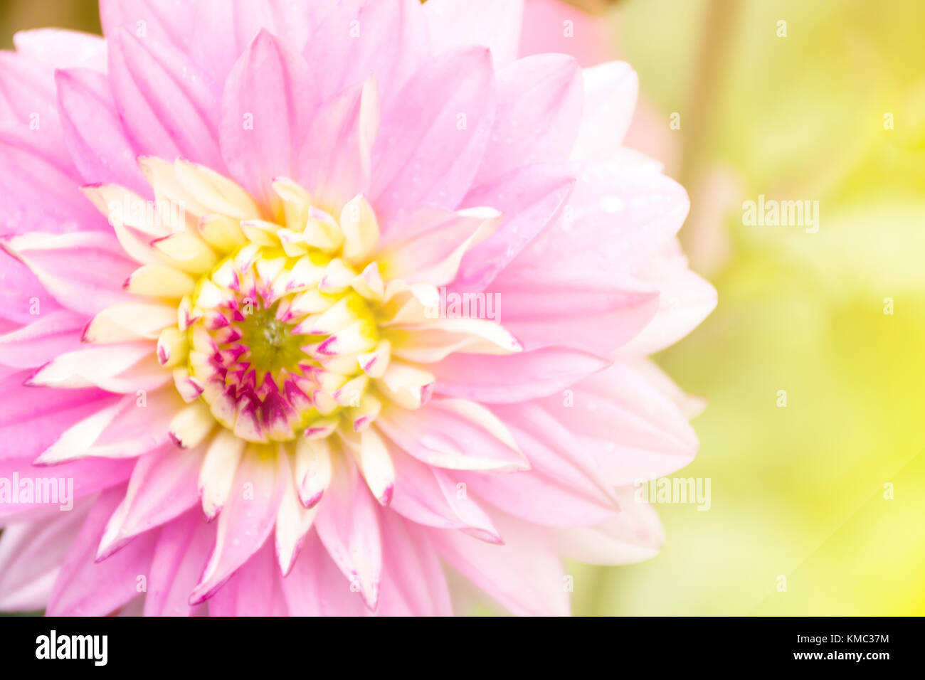 Blütenblätter sanfte Töne der sanften Stil. Hintergrund für die Dekoration close-up Konzept Stockfoto