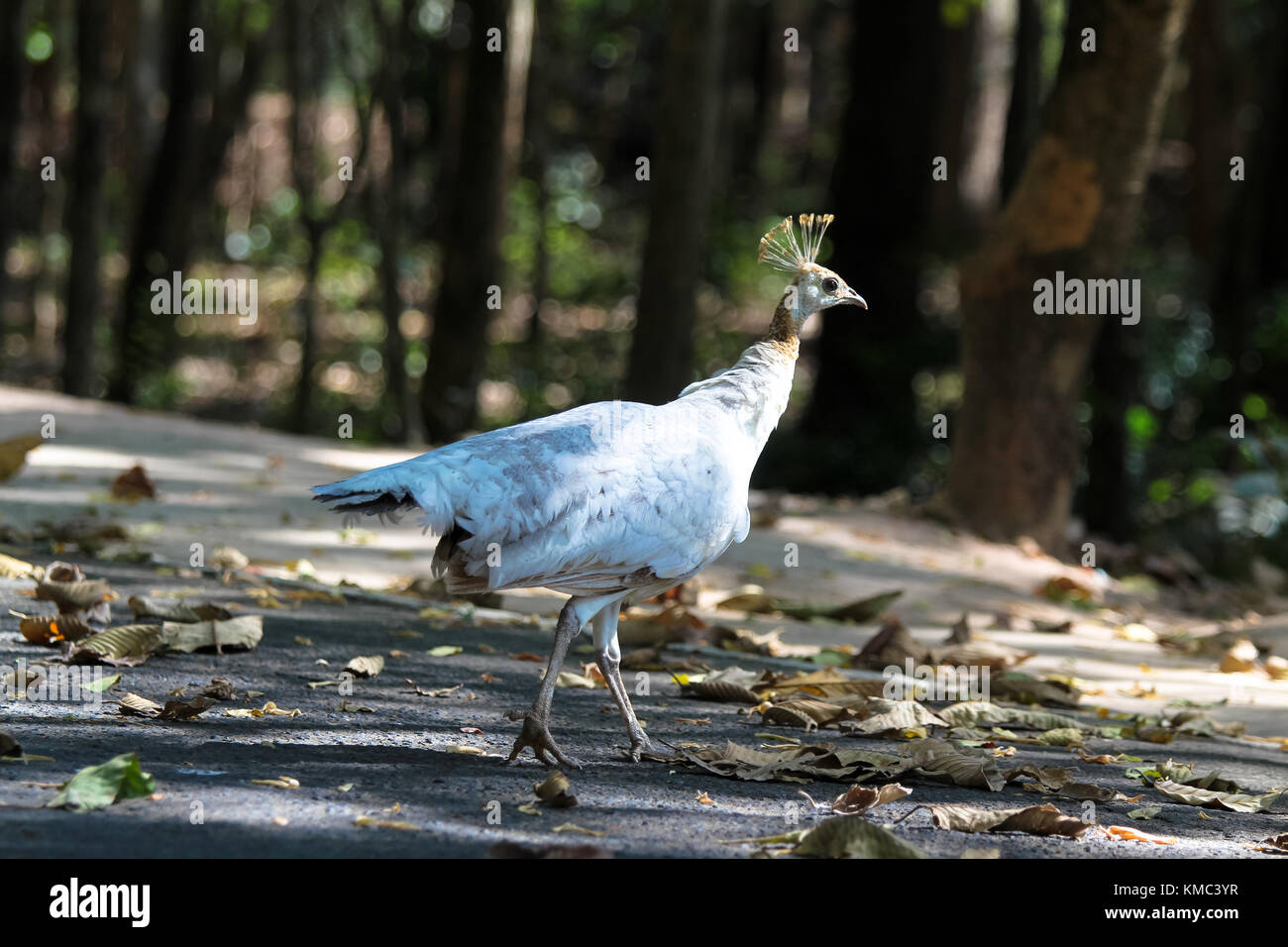 Frau Pfau Im Garten Stockfoto Bild 167452987 Alamy