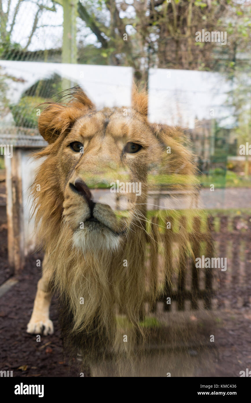 Männliche Löwe auf der Suche durch das Glas an der Bristol Zoo, England, Großbritannien Stockfoto