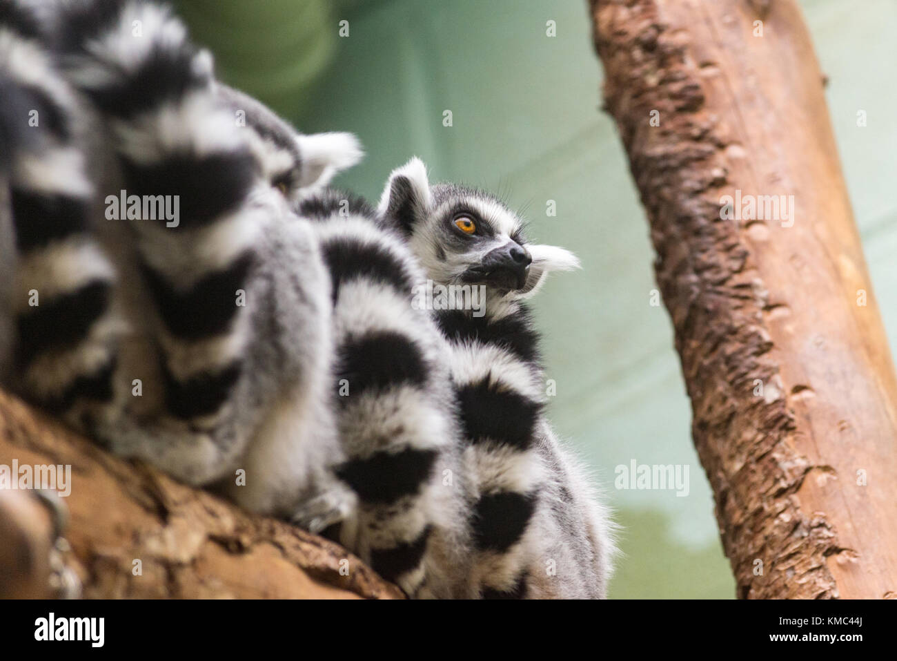 Ring tailed Lemuren im Zoo von Bristol, England, Großbritannien Stockfoto