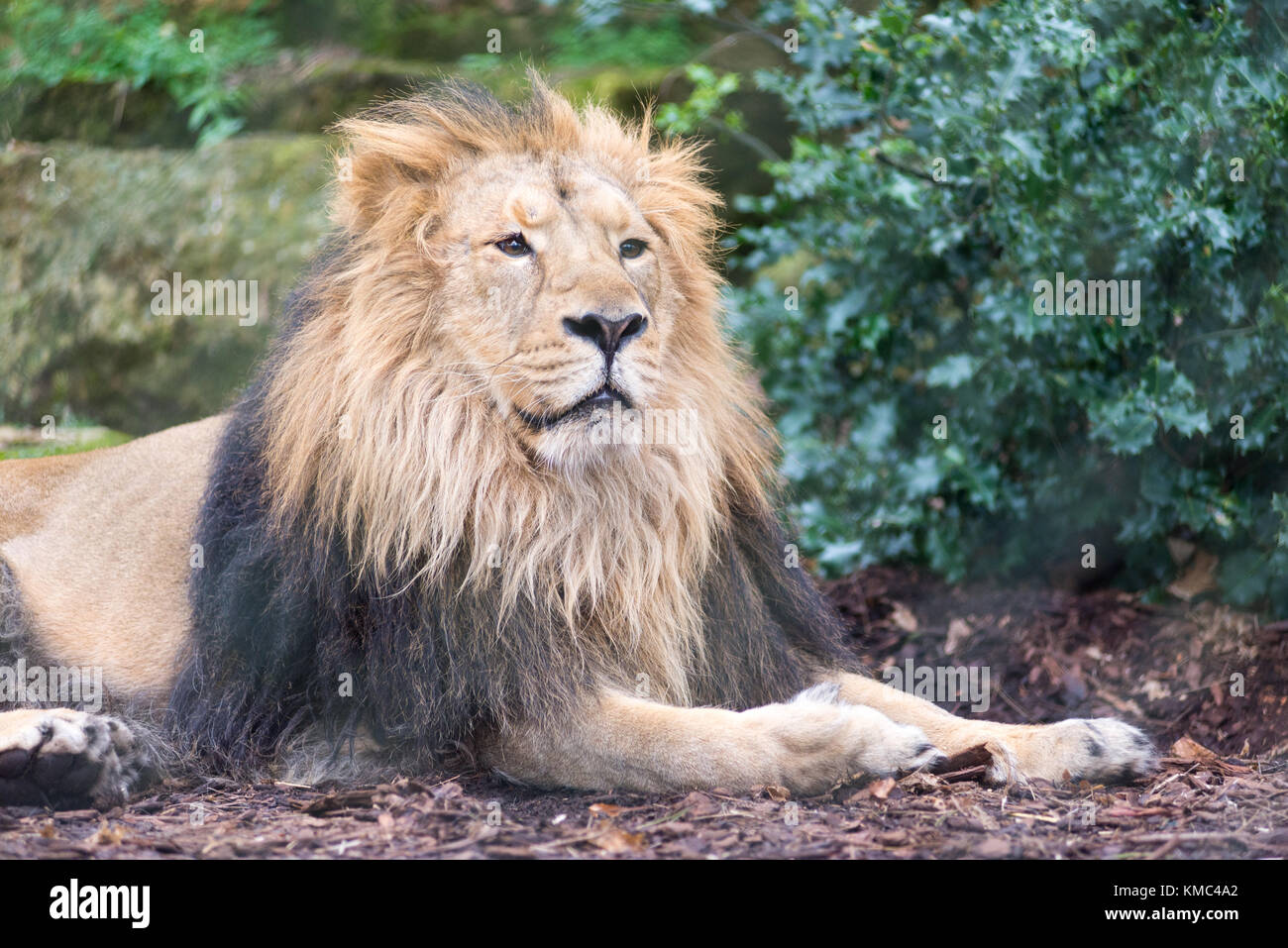 Männliche Löwe im Zoo von Bristol, England, Großbritannien Stockfoto