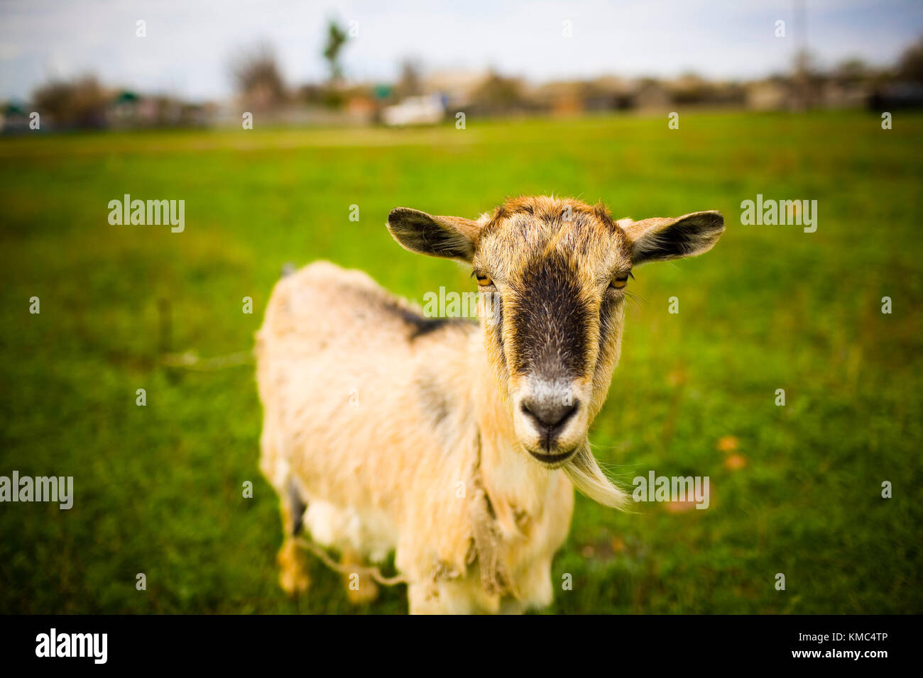 Nach rothaarigen Ziege weiden auf der Wiese und posieren für Fotos. Stockfoto