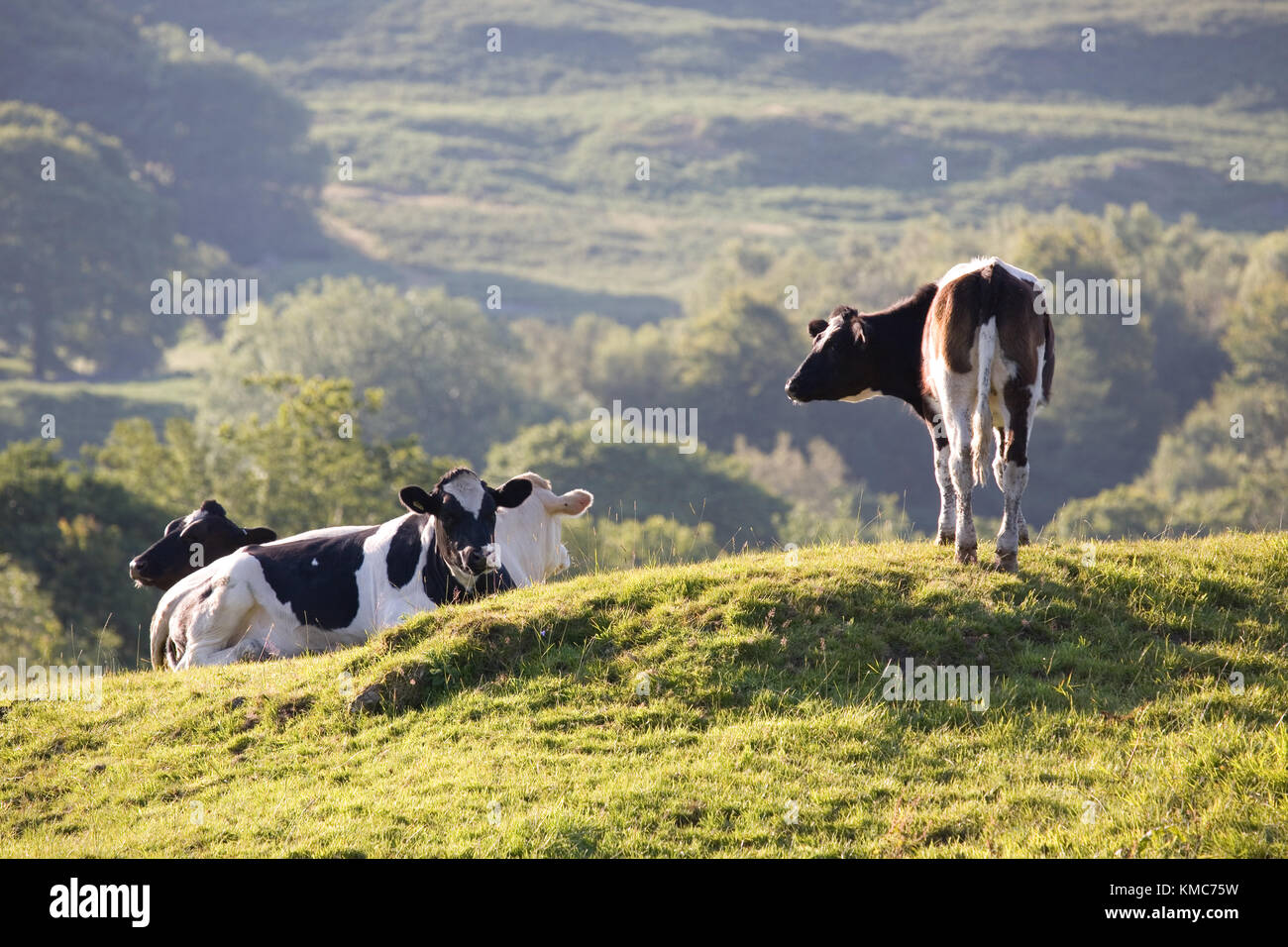 Friesische Rinder im englischen Lake District Stockfoto