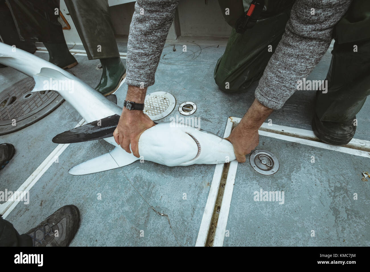 Gruppe von Fischern, die versuchen, Haifische abzusetzen Stockfoto