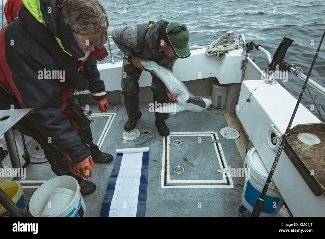 Fischer versuchen, Haifische niederzulegen Stockfoto