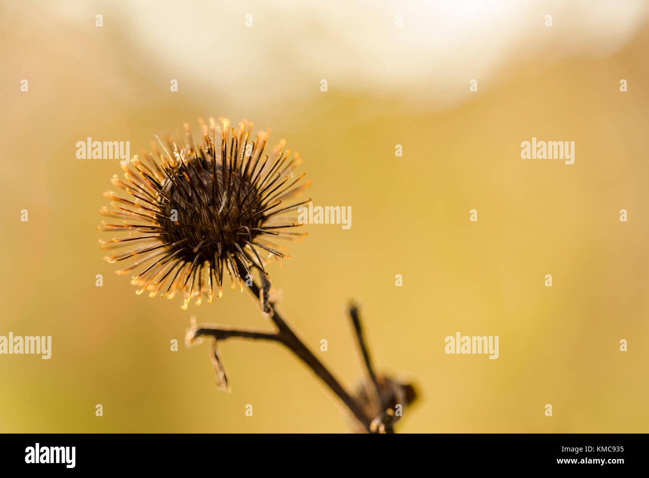 Samen der Klette im Morgenlicht Stockfoto