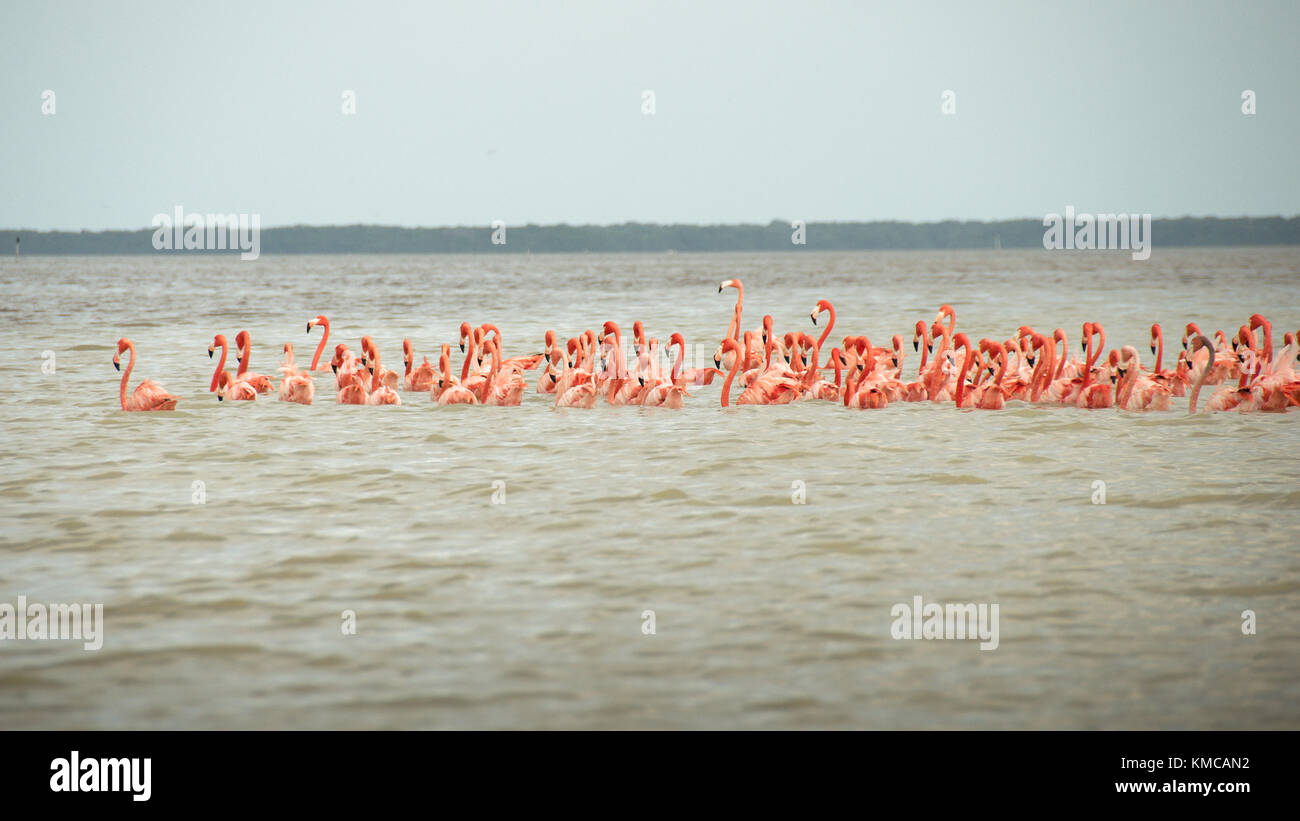 Rosa Flamingos im El corchito Ecological Reserve, in der Nähe von Progreso, Yucatan, Mexiko Stockfoto