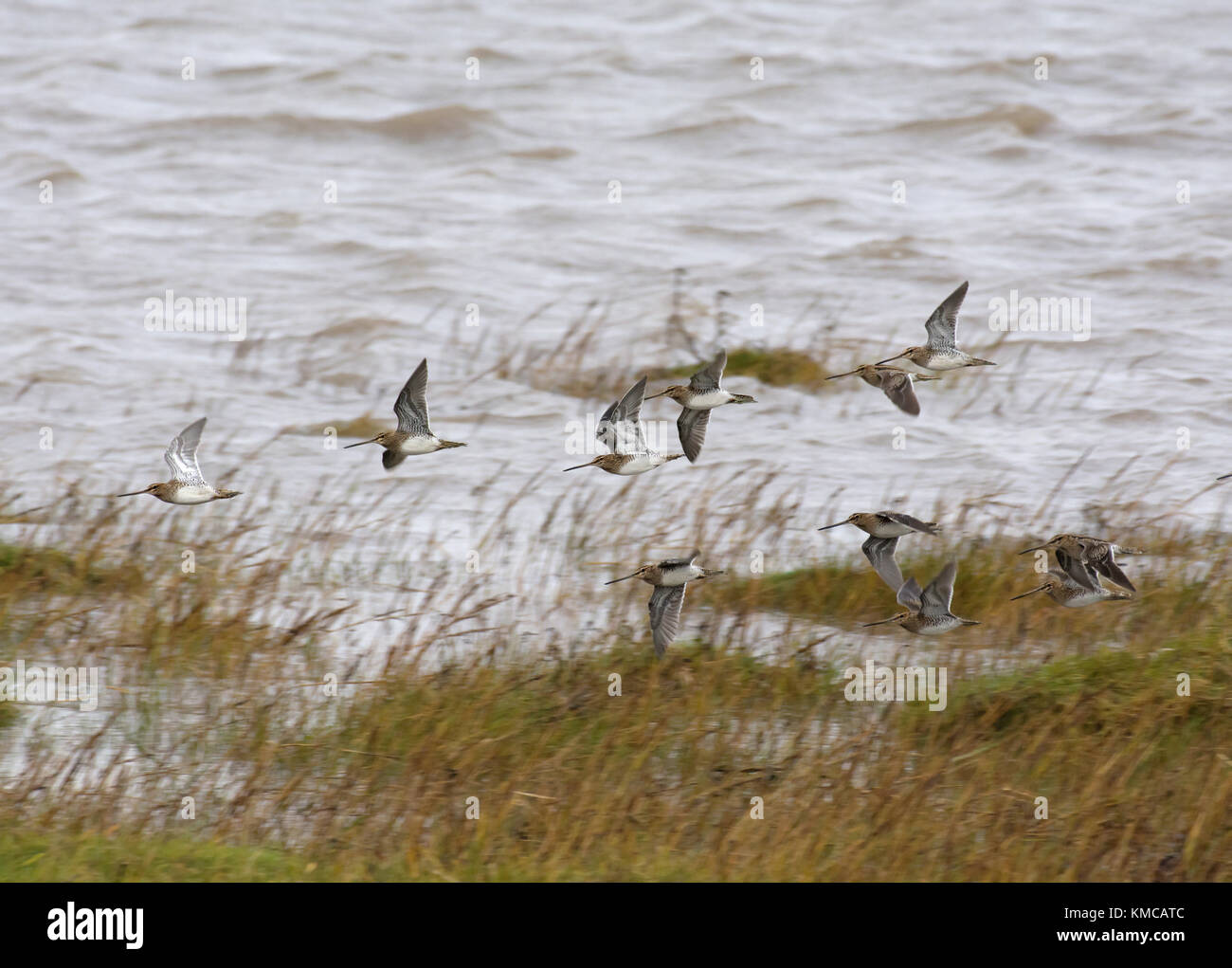 Eine Herde von bekassine, Gallinago gallinago, über Salzwiesen am Rande von Morecambe Bay, Lancashire, UK Flying Stockfoto