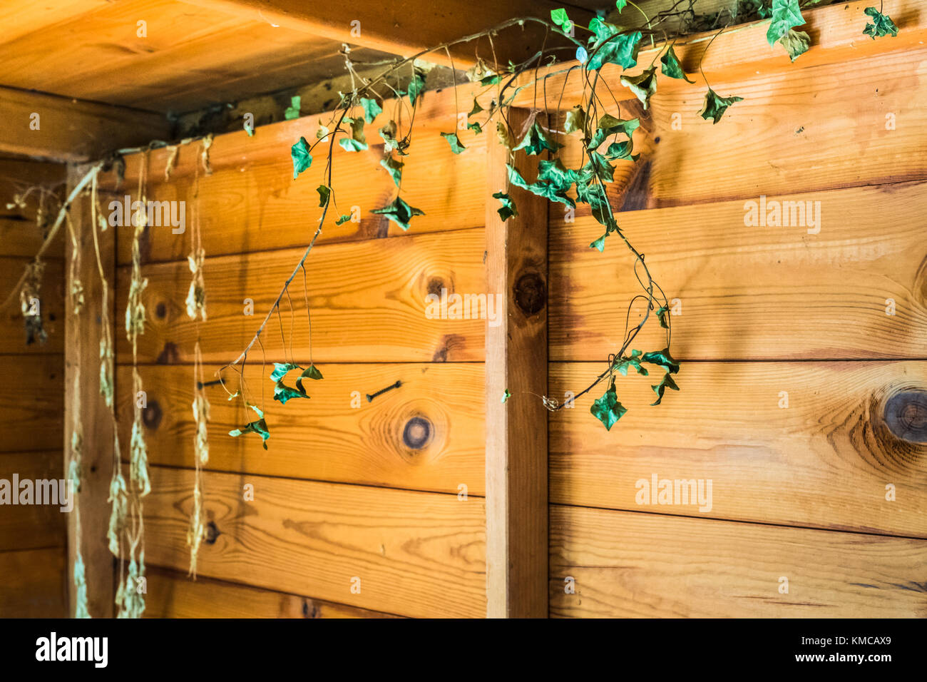Efeu wchst und kriecht durch die Risse unter dem Dach der Innenraum ein  Holzschuppen. Natur. Sonnenlicht dreht das Holz golden Stockfotografie -  Alamy