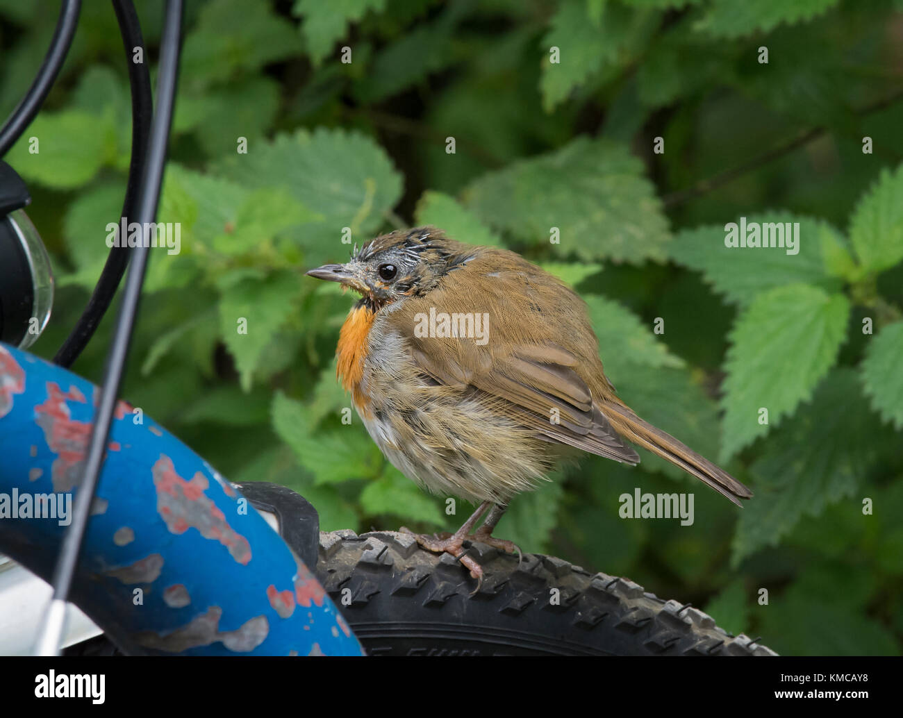 Rotkehlchen, Erithacus rubecula, Alleinstehenden auf dem Fahrrad Rad gehockt, Dorset UK Stockfoto