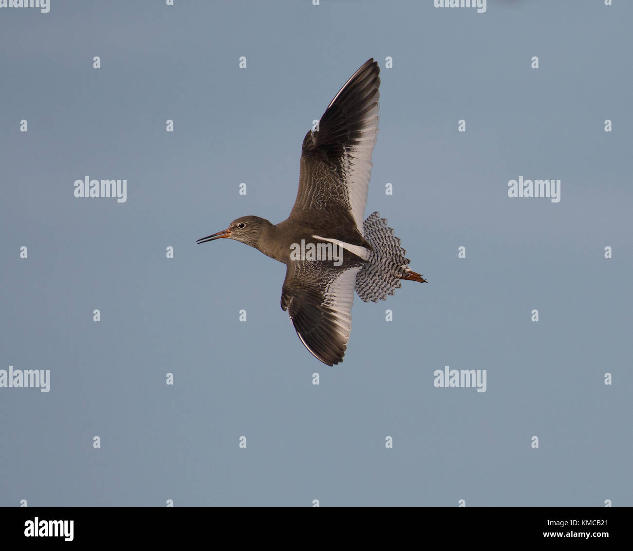 Rotschenkel Tringa totanus,, im Flug gegen ein strahlend blauer Himmel, Lancashire, Großbritannien Stockfoto