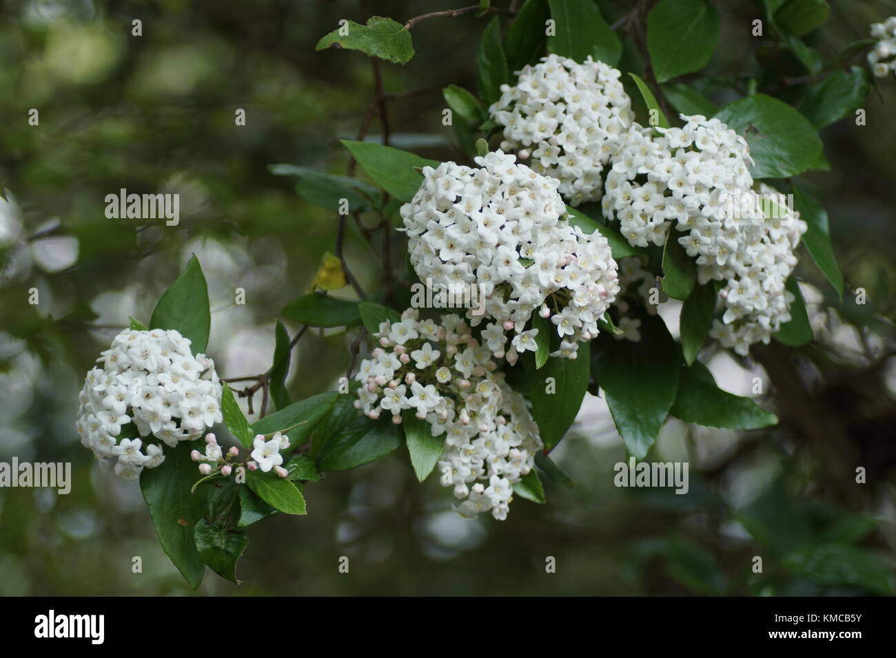Viburnum x burkwoodii Stockfoto