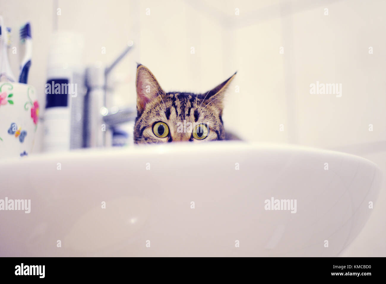 Tabby Katze im Waschbecken Stockfoto