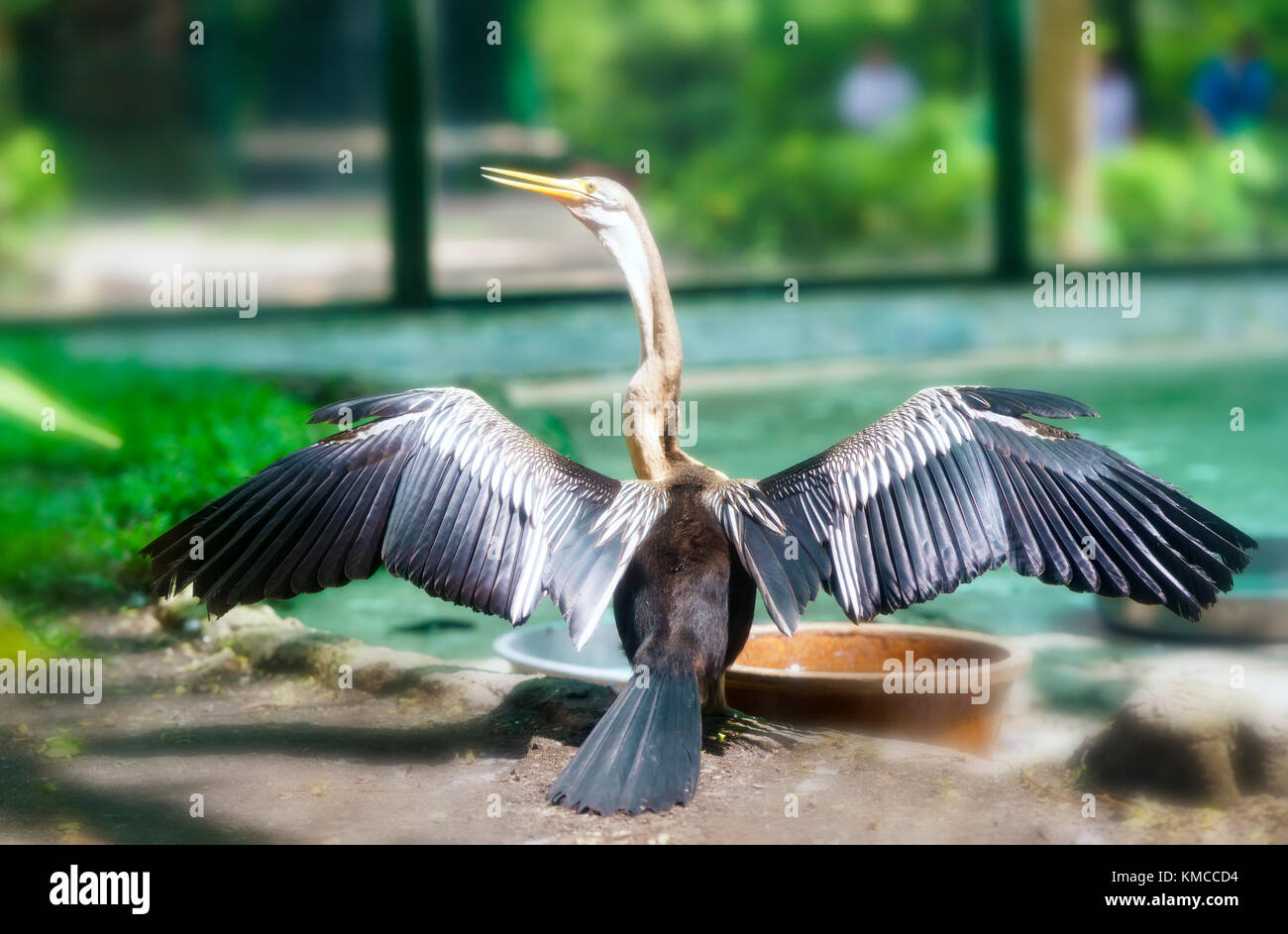 Marabou stork wings spread -Fotos und -Bildmaterial in hoher Auflösung –  Alamy
