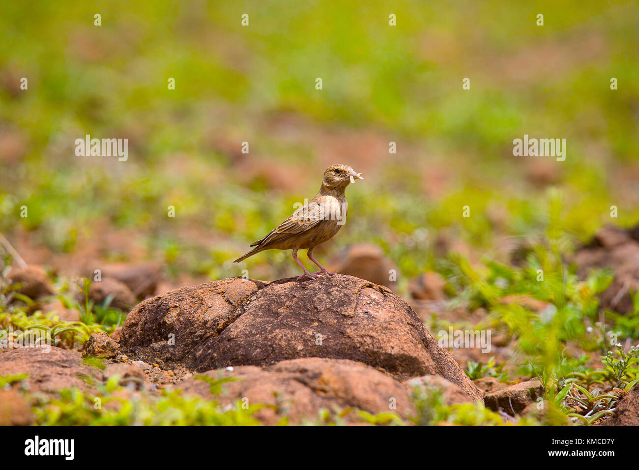 Ashy gekrönte Spatz Lerche, Eremopterix griseus Erwachsener mit kill-Weiblich, Supa, Maharashtra, Indien Stockfoto