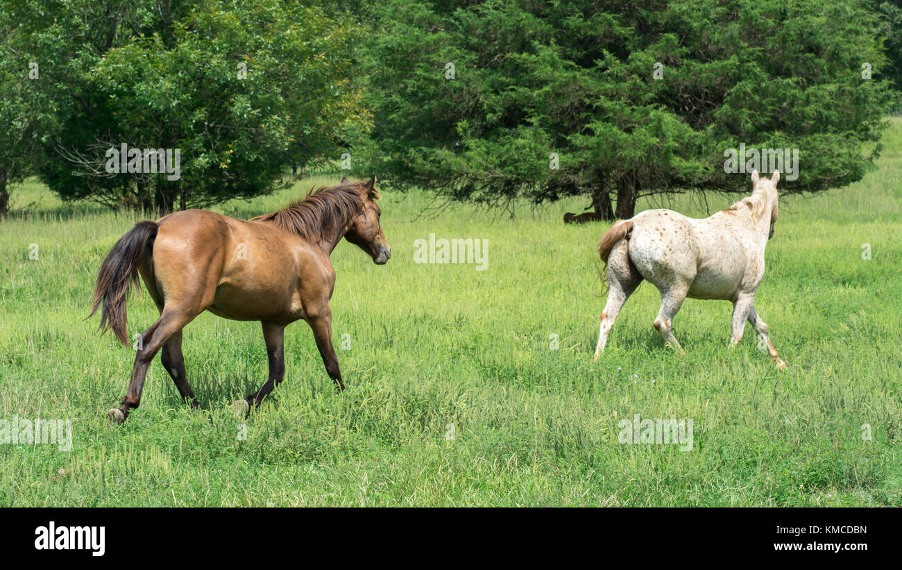 Zwei Pferde, die auf einer grünen Wiese Stockfoto