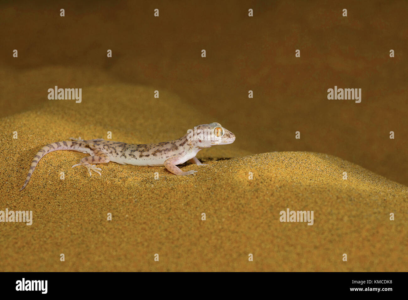 Sindh Sand Gecko, Crossobamon orientalis Wüsten Nationalpark, Rajasthan, Indien Stockfoto