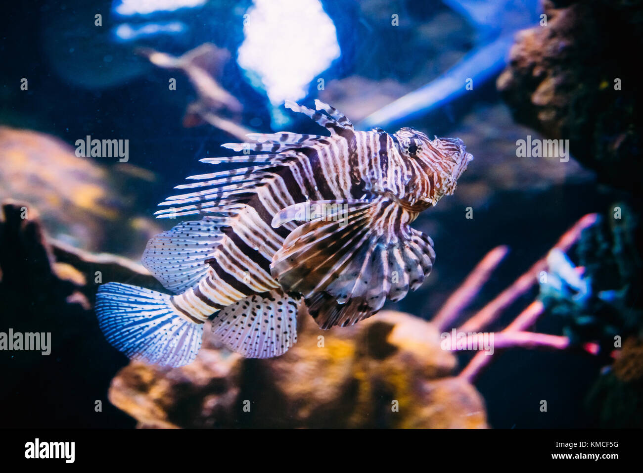 Red rotfeuerfisch Pterois volitans ist giftiger Korallenriff Fische schwimmen im Aquarium. eine der giftigsten Fische im Meer. Stockfoto